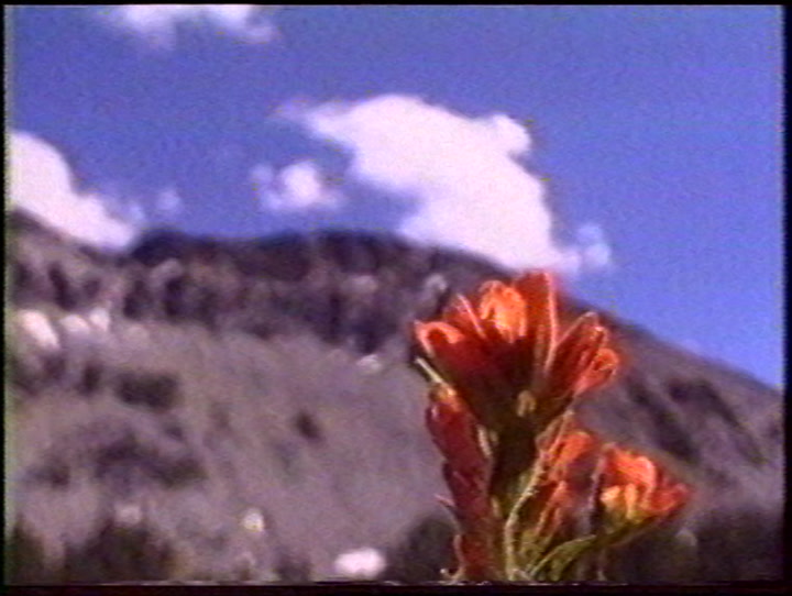 VHS-quality still of a red flower in front of some mountains