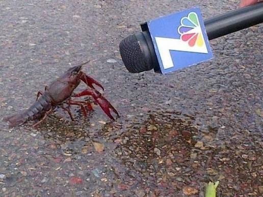 a lobster being presented a microphone from a TV station